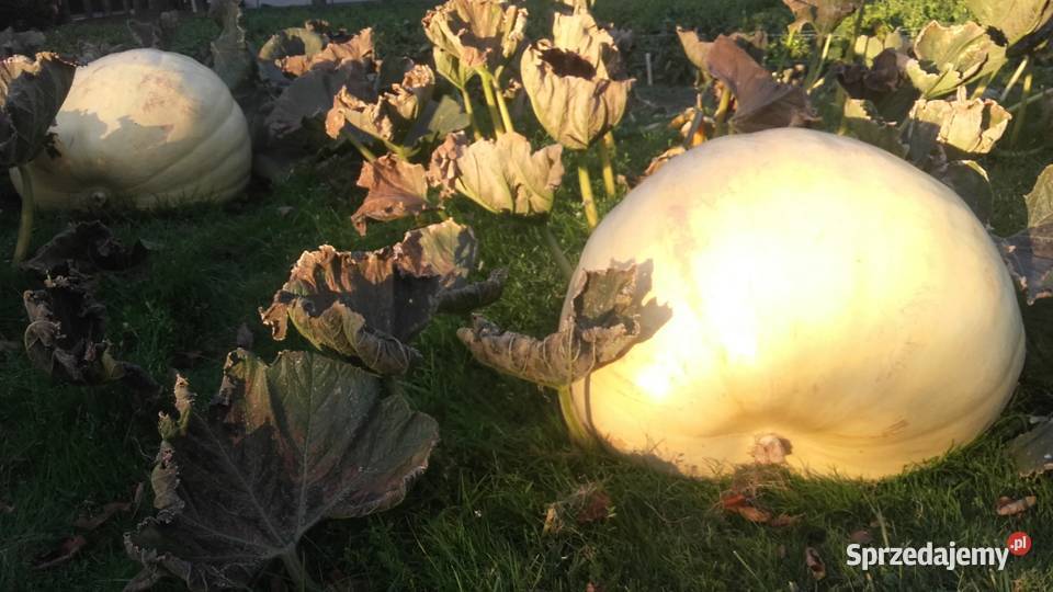 Dynie Olbrzymie Pozostałe Radawczyk Drugi sprzedam
