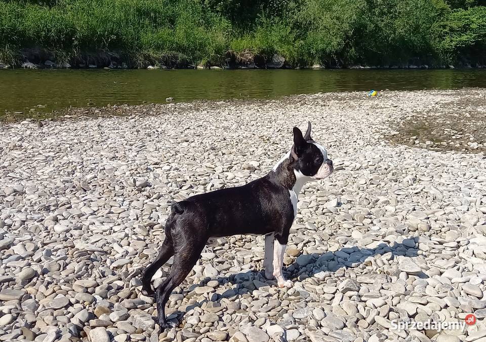 Reproduktor Boston Terrier Champion ZkwP FCI Kraków
