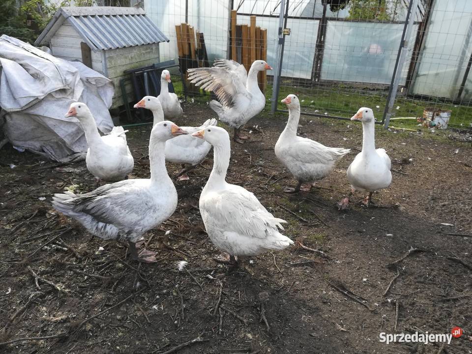 Sprzedam KaczkogesiKaczki Pekin Gęsi Drób i ptactwo pomorskie Roszkowo