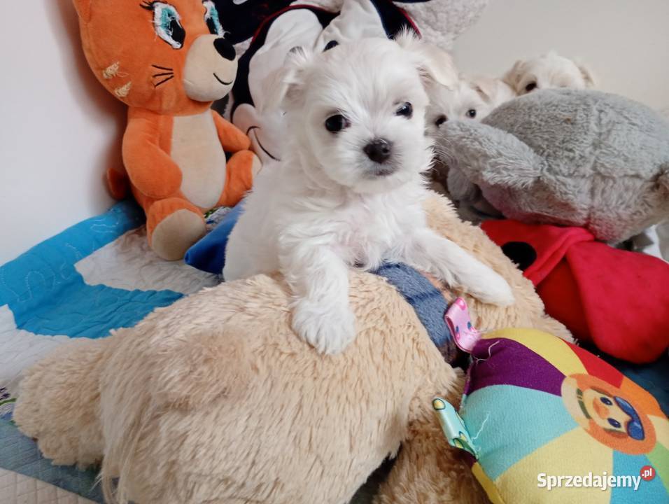 Maltańczyk szczenięboy do rezerwacji Maltańczyk Racibórz