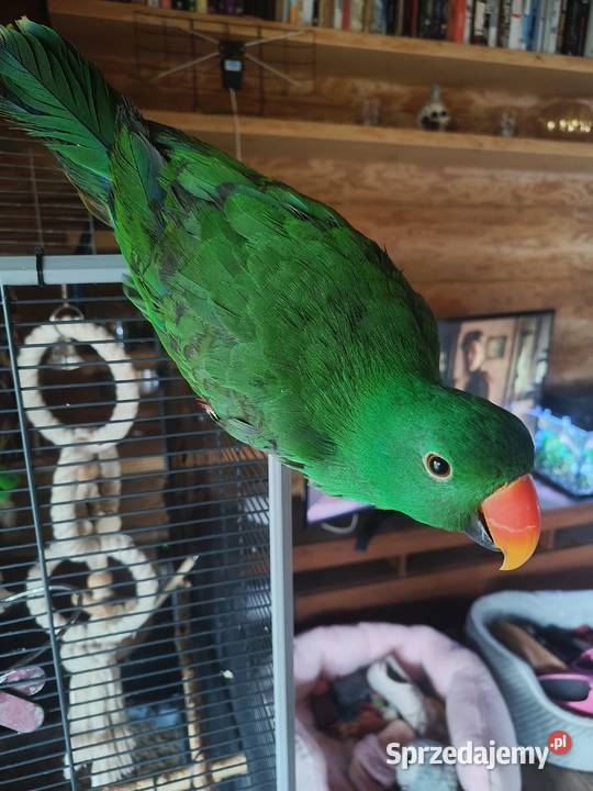 Sprzedam samca lory wielkiej Kraków