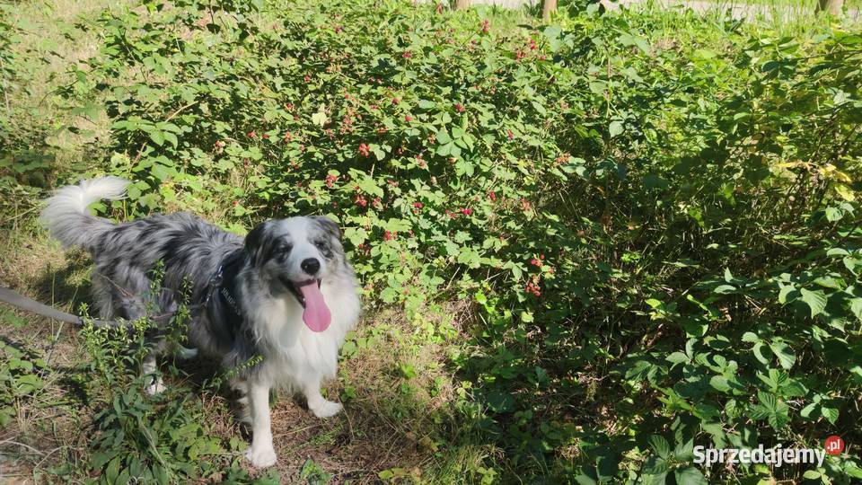 Border collie szczeniaki łódzkie Błaszki