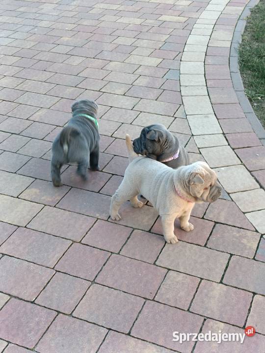 Szczenięta shar pei rodowód Wyszków