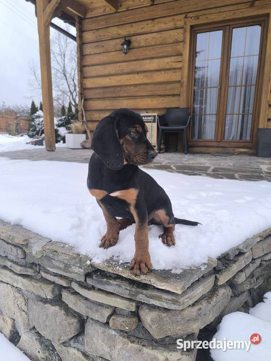 Szczenięta Gończy polski