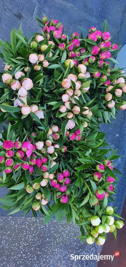 Piwonia peonia różne kolory hurt detal Warszawa sprzedam