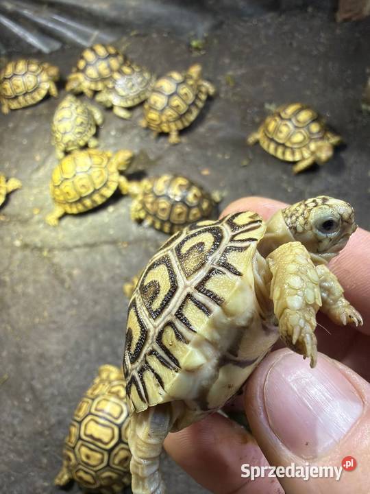 Żółwie lamparcie Jeżów Sudecki sprzedam