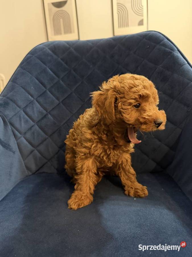 Sprzedam Cudownego Pieska Pudel Toy Red Borów
