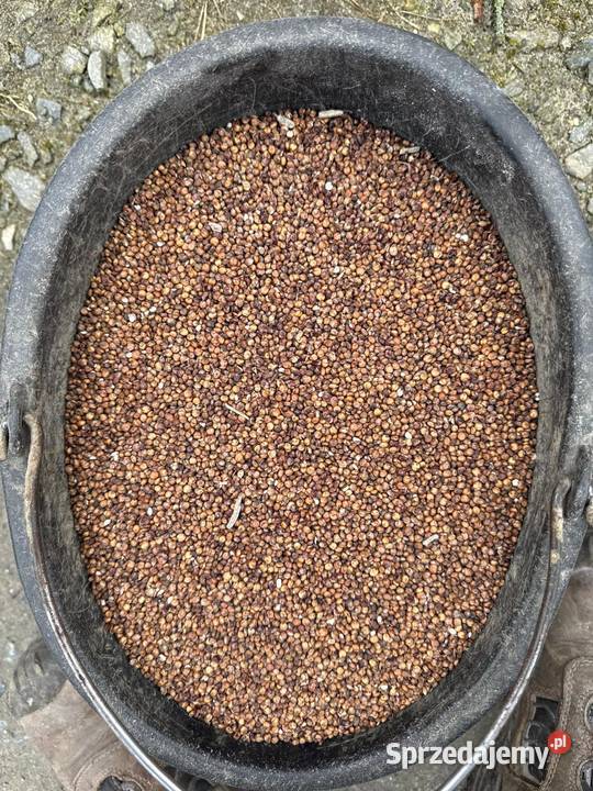Sorgo czerwone Zboża Olesno sprzedam