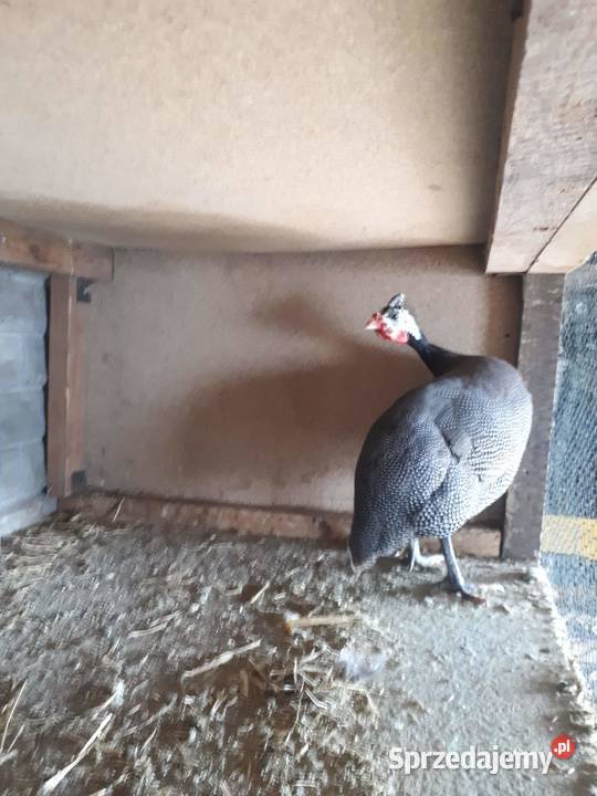 Samiec perliczka Koło