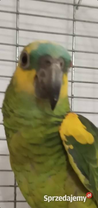 Amazonka niebieskoczelna 2024r Ptaki Zielonka