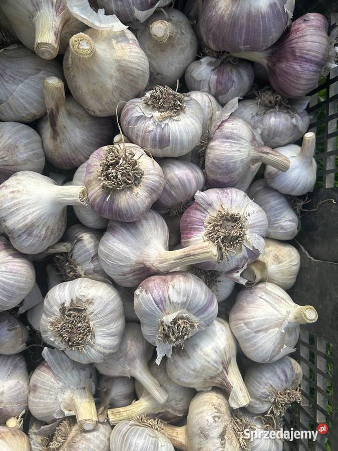 Sprzedam czosnek Lubasz i Arkus