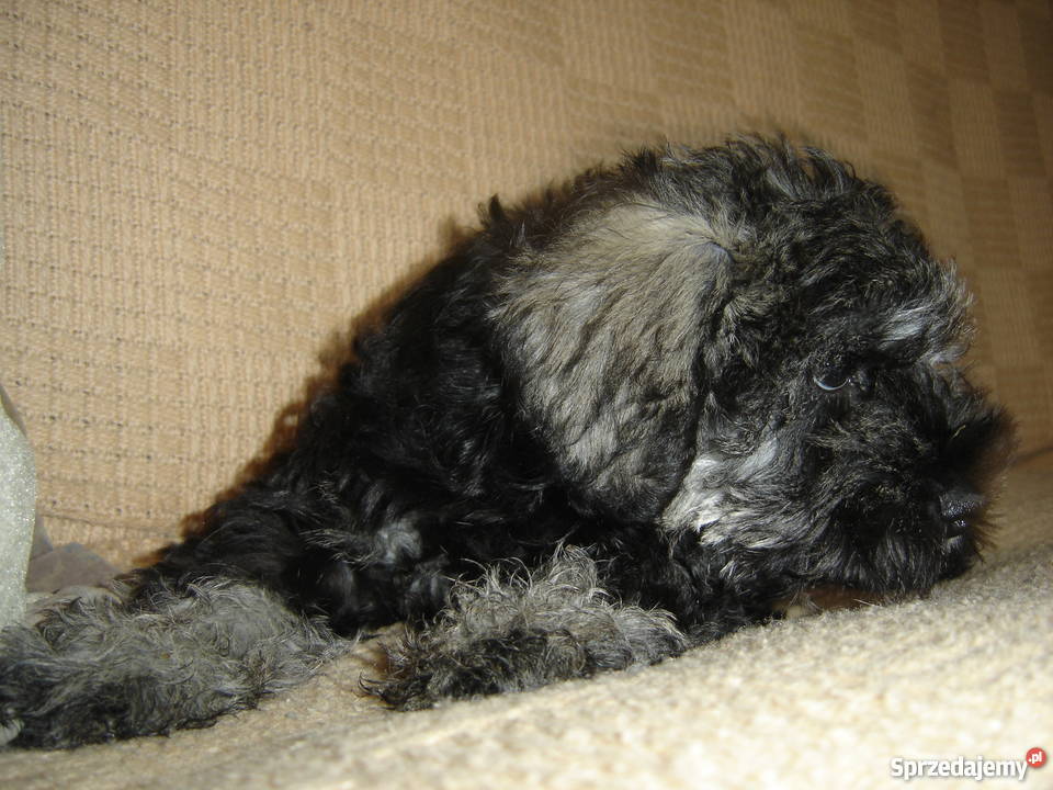 sznaucer miniaturowysznaucer miniatura Gagowy Nowe