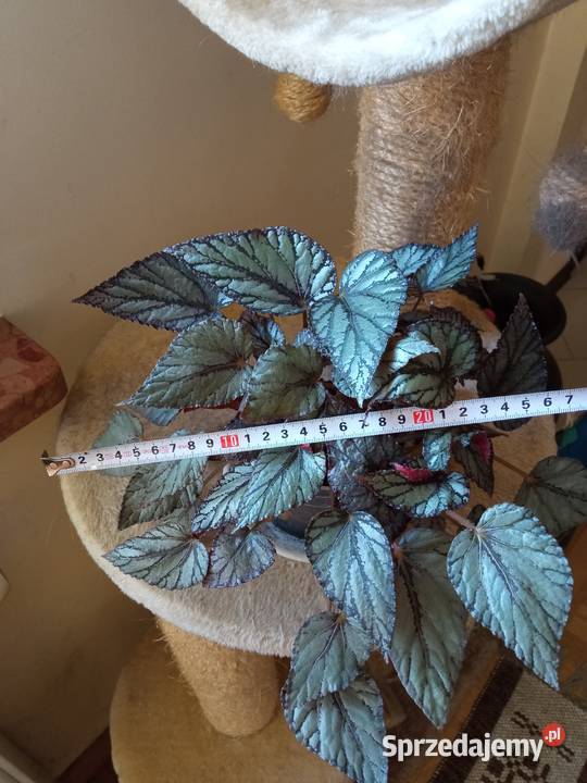 Skrzydłokwiat variegata Diamond piękny Białystok