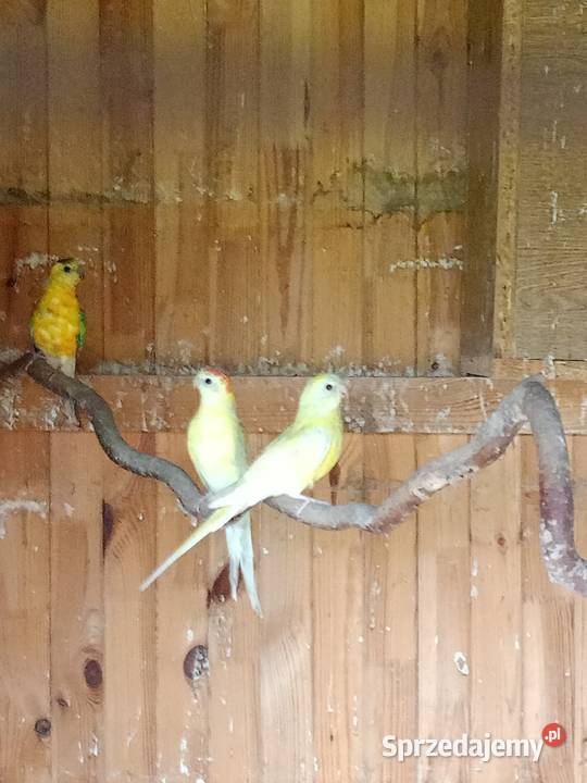 Papugi różne Czarna Kolonia