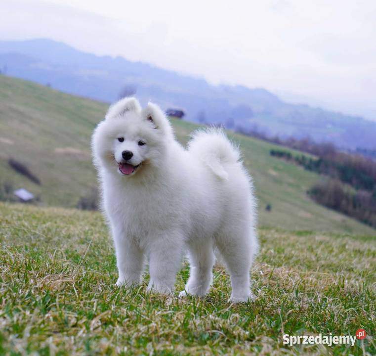 Samoyed Szczeniaczki MIOT ZIMA 2023 FCI ZKwP