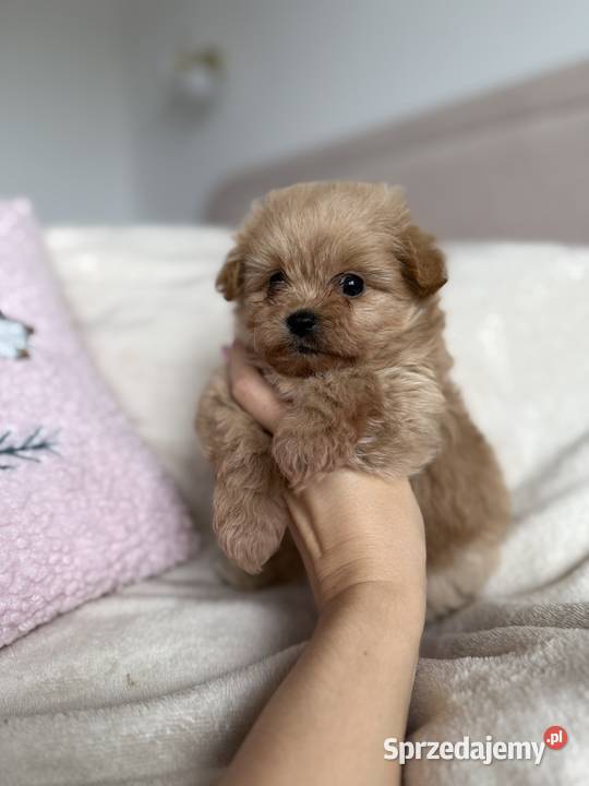 POMAPOO szpic miniaturowy pudel toy pies Rębieskie