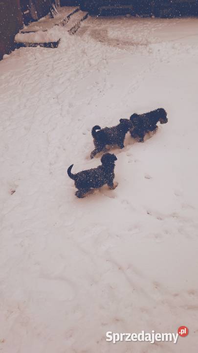 Smycz szczeniąt terier walijski Starachowice sprzedam
