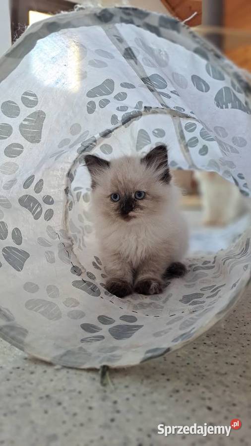 Kotka neva masquerade syberyjska szylkret Koty Chrząstowice