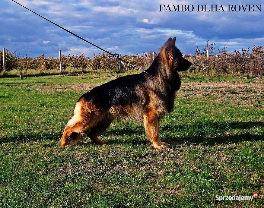 Owczarek Niemiecki Długowłosy szczenieta imbredo Michorzewko