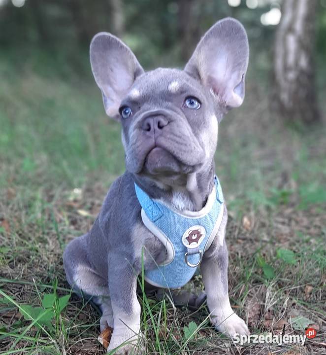 Buldog francuski szczeniaczki piekne sunie i