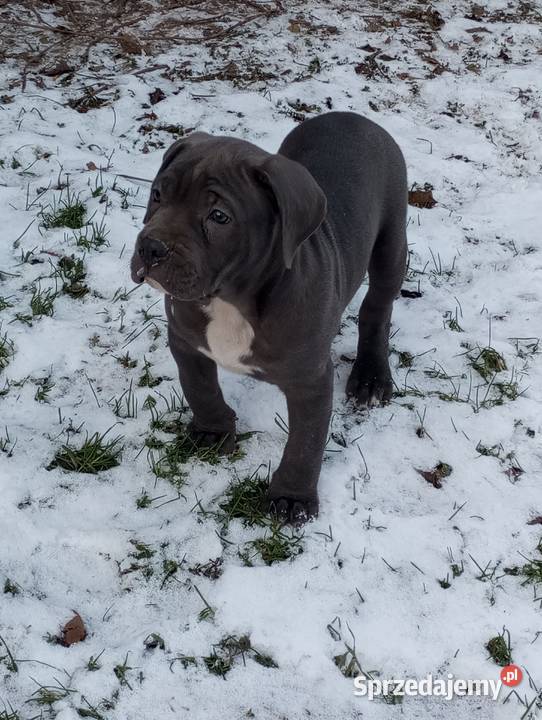 Alano Espanol suczka Świdnica Polska sprzedam