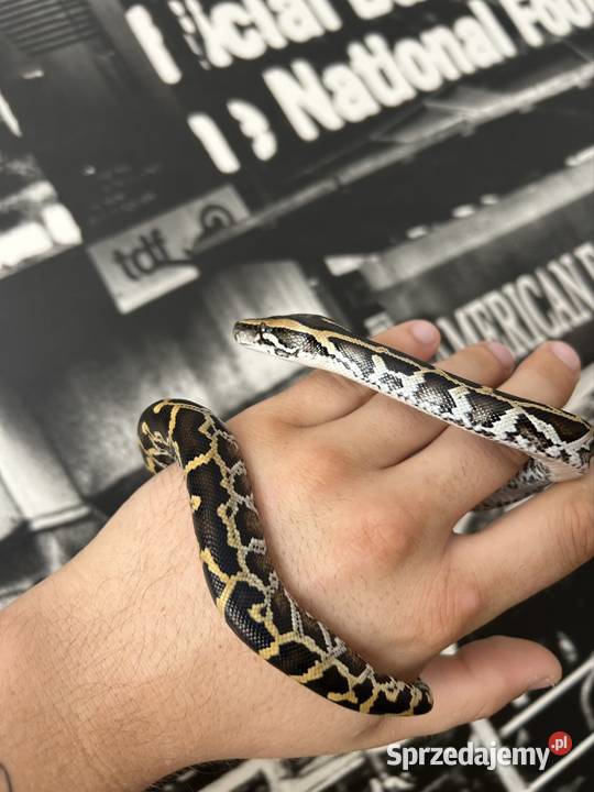 Pyton Birmański Classic 100 het Pied 50 albino Gady i płazy Suchedniów
