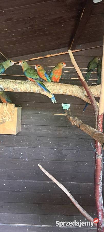 Rozelle żółtolice