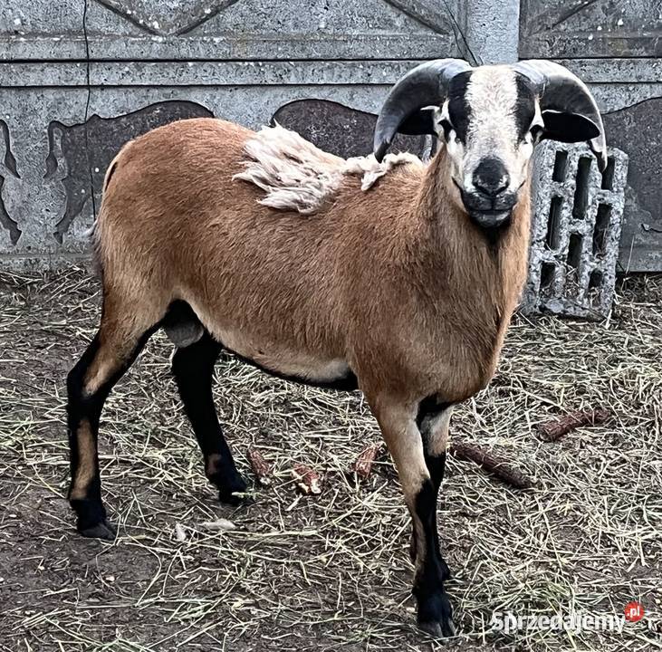 Baran kamieński barany kameruńskie owce łódzkie Poddębice sprzedam