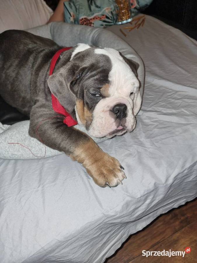 Sprzedam slicznego szczeniaka buldog Limanowa