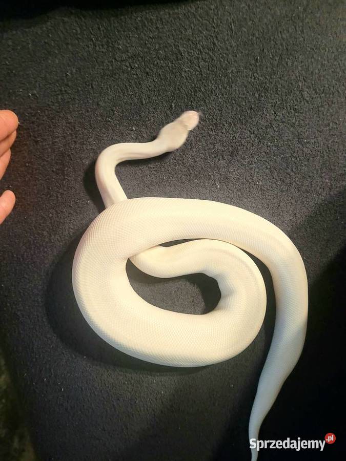 Samica super mojave świętokrzyskie