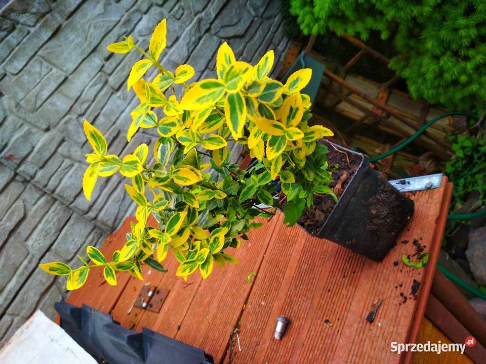 Thuja Szmaragd tuja 115 trzmielina bluszcz Poznań