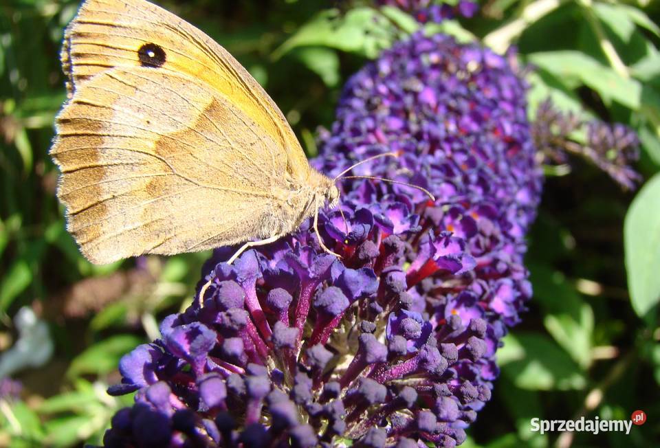 Budleja x2 kwiat motyli świetny Przemyśl