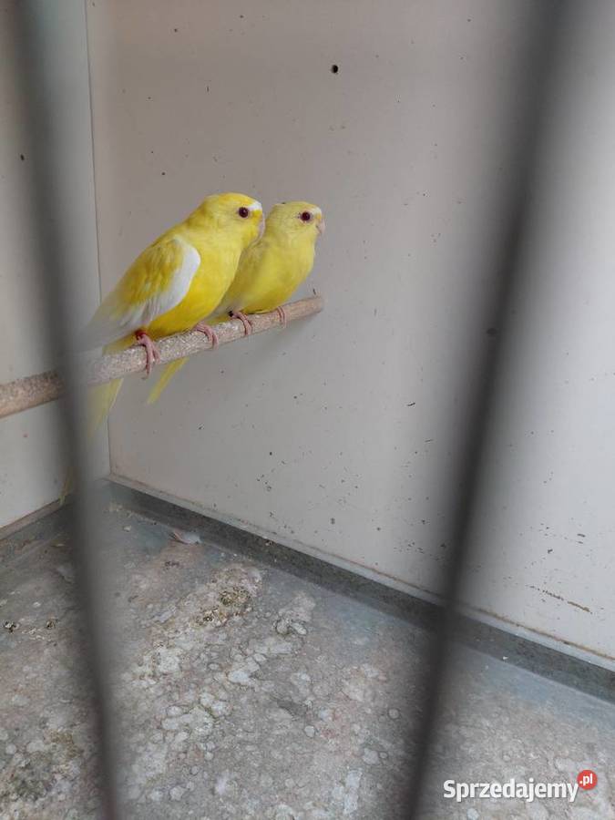 Łąkówki modrobrewne wielkopolskie Kalisz sprzedam