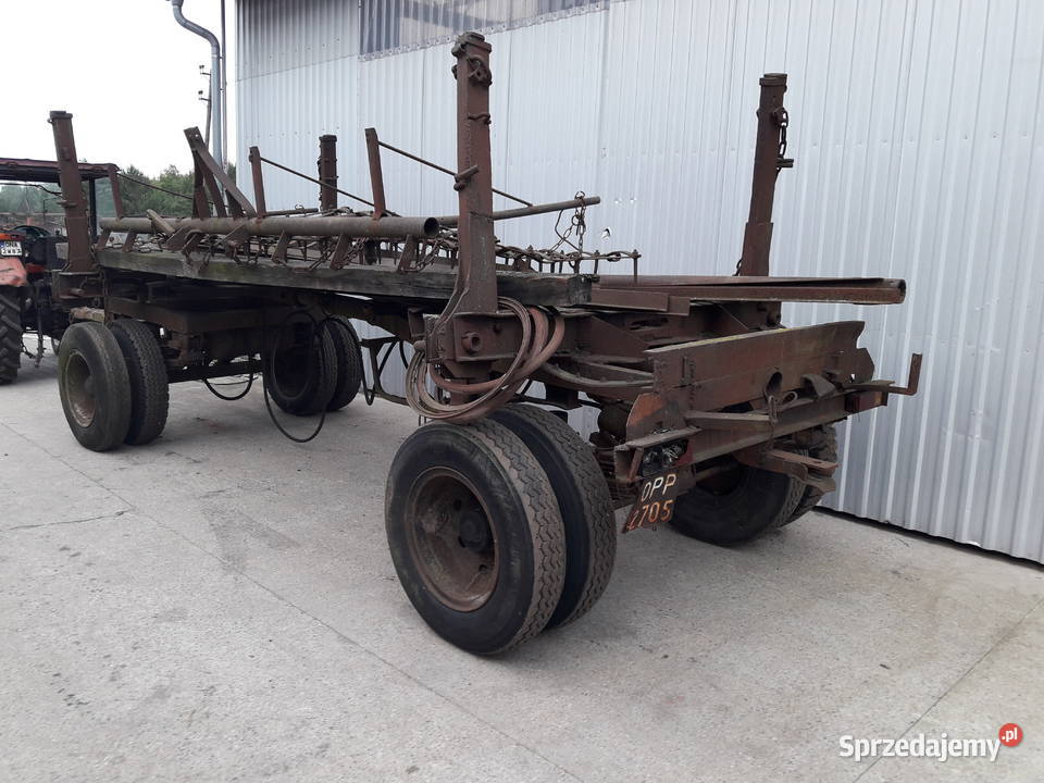 Dłużyca kłonicowa opolskie sprzedam