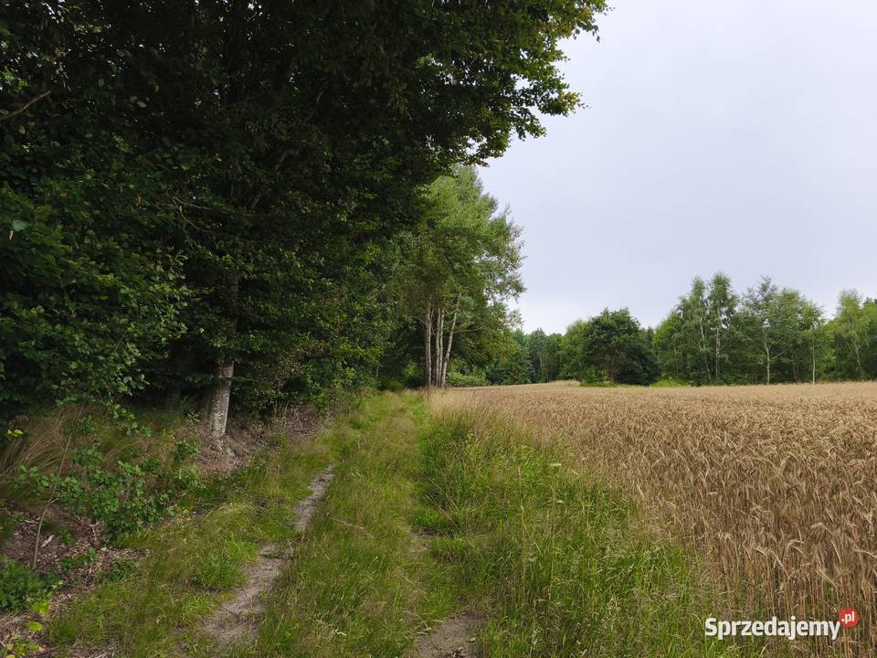 Grunt morza 29000zl 250m2 Sprzedaż Sławoszyno