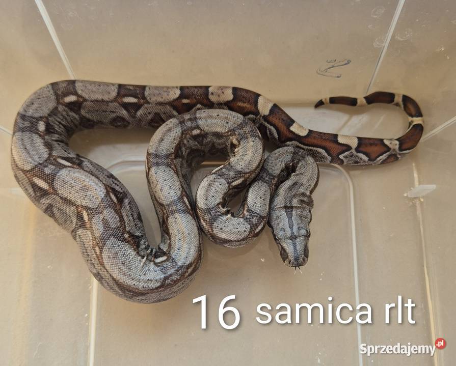 Boa cesarskie RLT Lgota