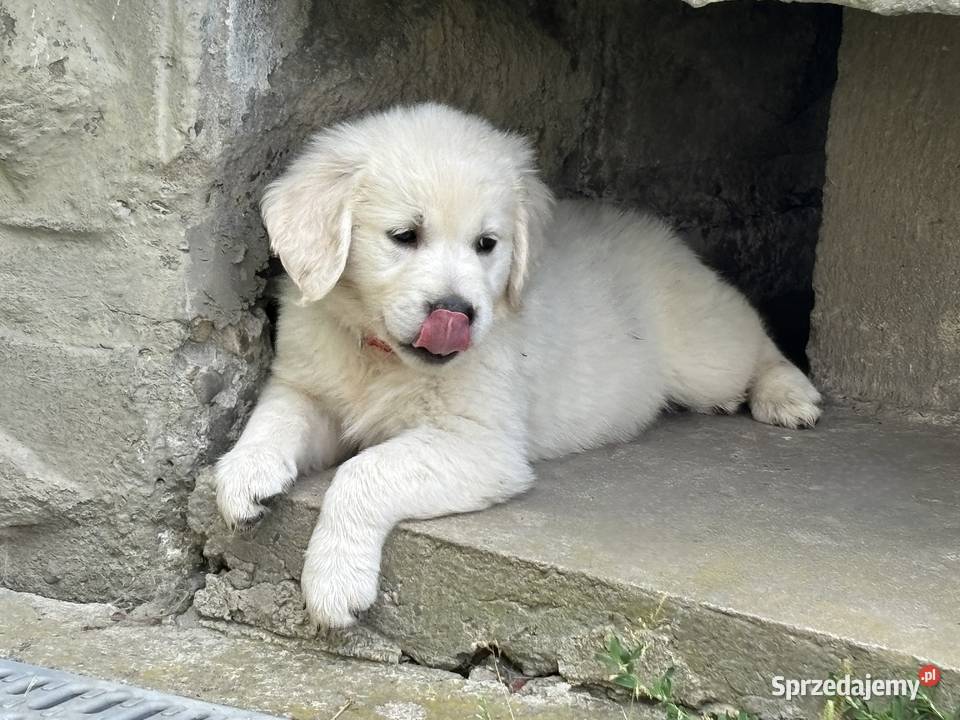 Szczenięta Golden Retriever ZKwP FCI