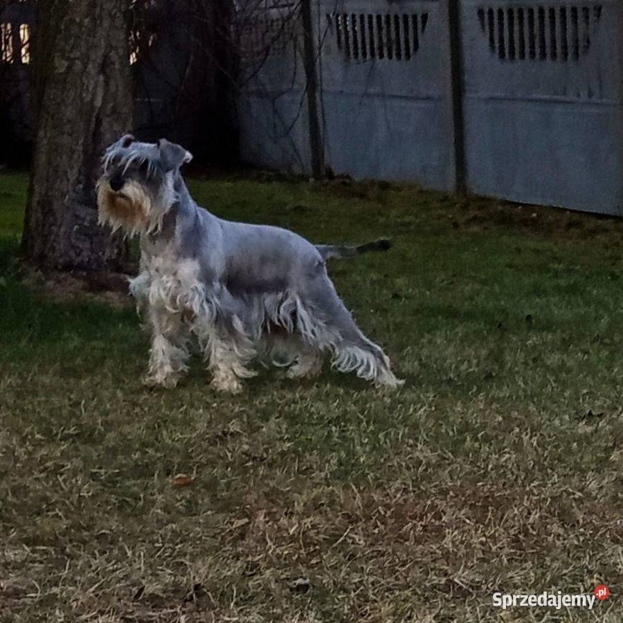 Sznaucer miniaturowy Truskolasy sprzedam