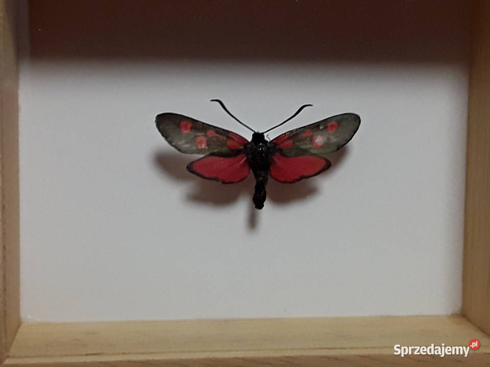 Motyl w ramce 10x8 Zygaena trifolii Kraśnik zachodniopomorskie Szczecin