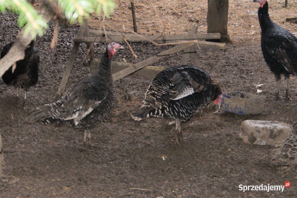 Indyki indyczki indory czarne i brązowe Gorlice