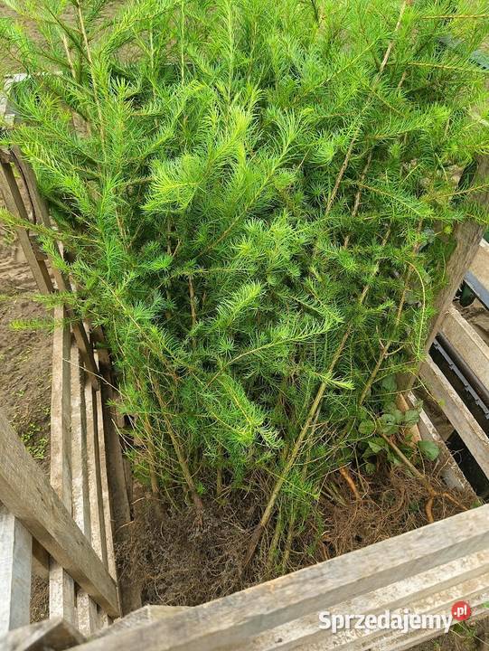 Sadzonki modrzew europejski 140 180 Szkółkowany zachodniopomorskie Szczecinek