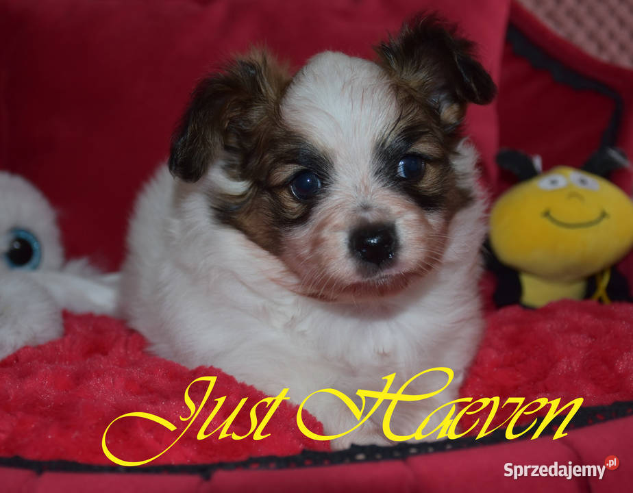 Papillon Spaniel Kontynentalny Miniaturowy Psy