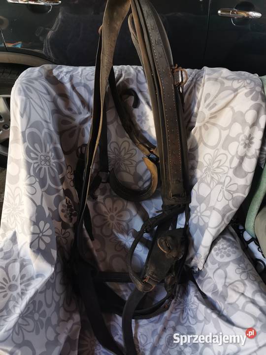 Stary puszorek konia