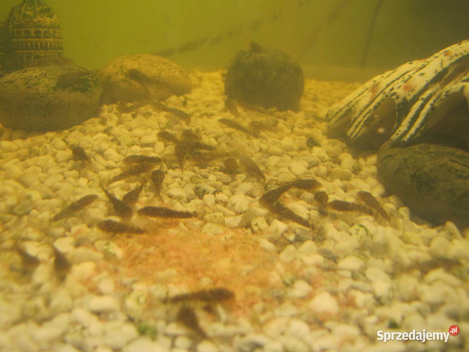 Młode glonojady Ryby Toruń