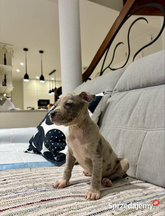 Amstaff Merle wielkopolskie Grodzisk Wielkopolski