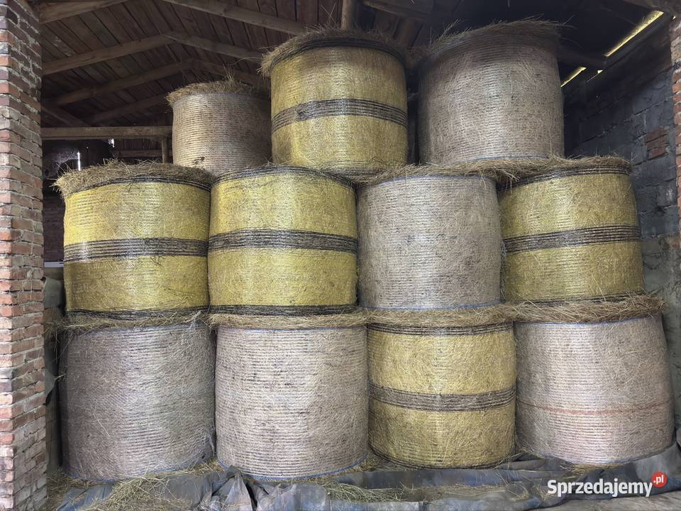 Siano w belach 2025 Braniewo sprzedam