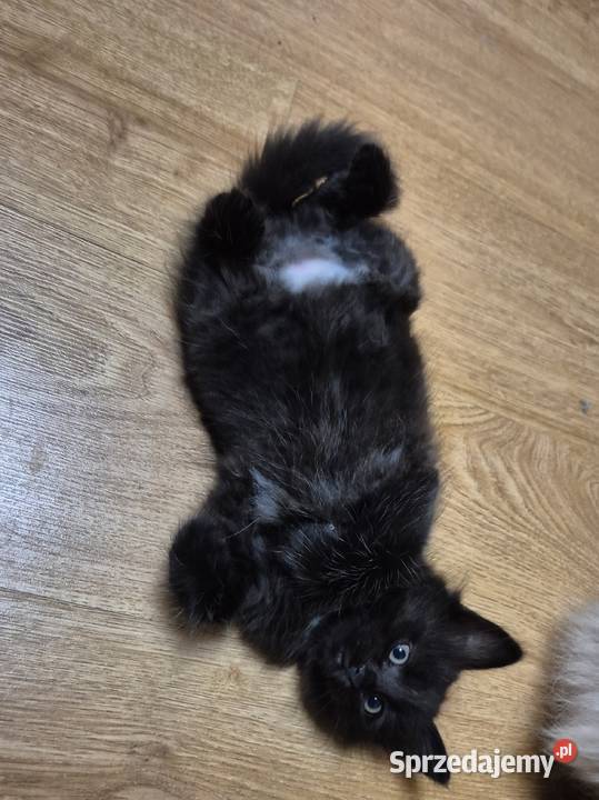 CZARNE Syberyjskie Kocurki rodowód FPL Stary Broniszew