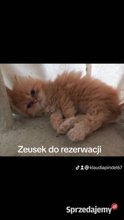 Koty Perskie Bielsko-Biała sprzedam