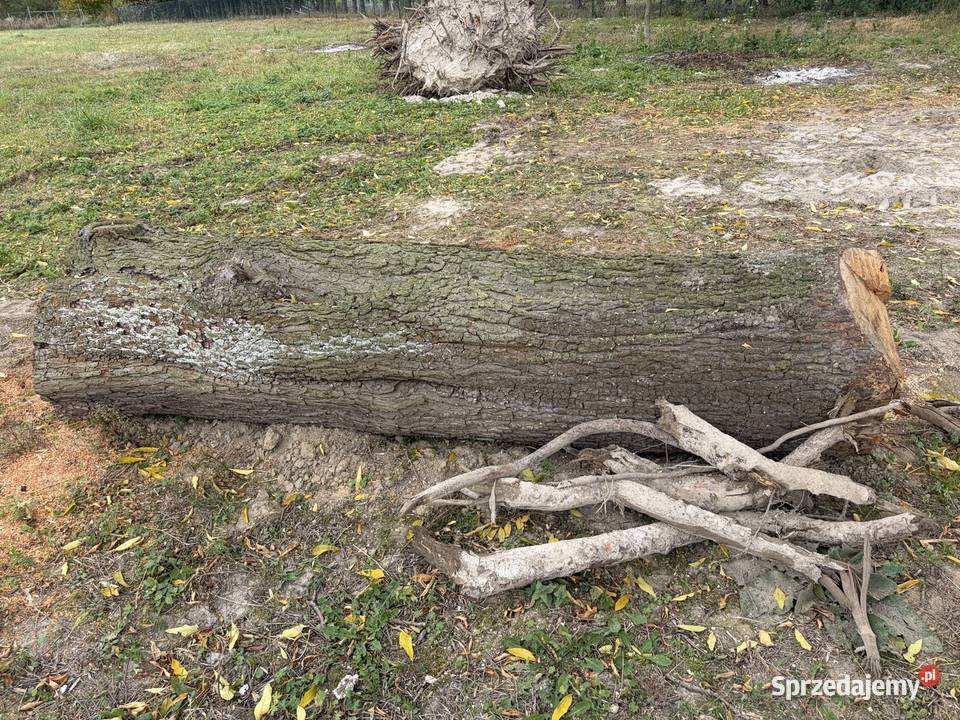 Pień dzikiej gruszy 280x60 lubelskie