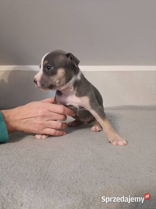 Szczeniaki American staffordshire terrier Nieledew